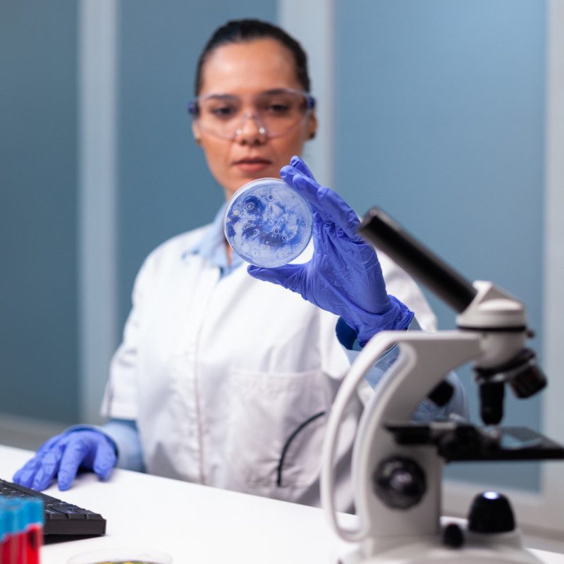 Scientist woman analyzing petri dish with microorganism bacteria in microbiology chemistry hospital laboratory. Biologist researcher working at biochemistry investigation examining microplate
